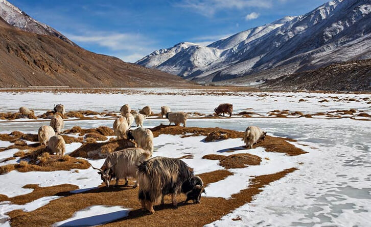 Bike On Rent in Ladakh