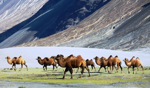  twin humped bactrian camels in Nubra valley leh ladakh